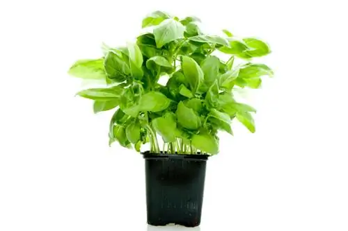 Kupanda basil