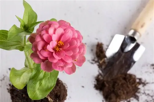 Plant out zinnias