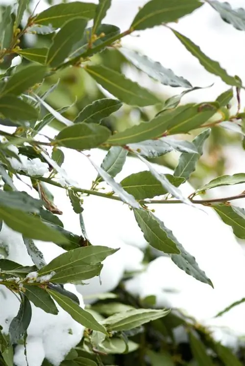 Διαχειμωνιάτικη πραγματική δάφνη