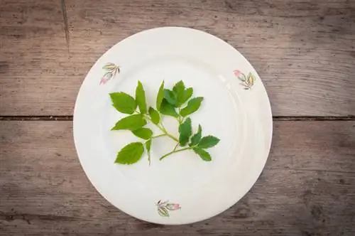 Eating Giersch: okusno, zdravo in pripravljeno na različne načine