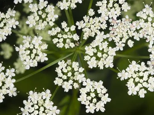 Giersch-blomst: gjenkjennelse, blomstringstid og egenskaper