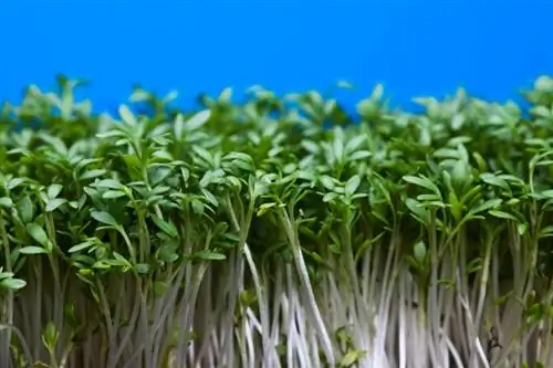 Cress sprouts