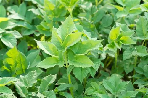 Using gourd leaves: How do they taste in dishes?