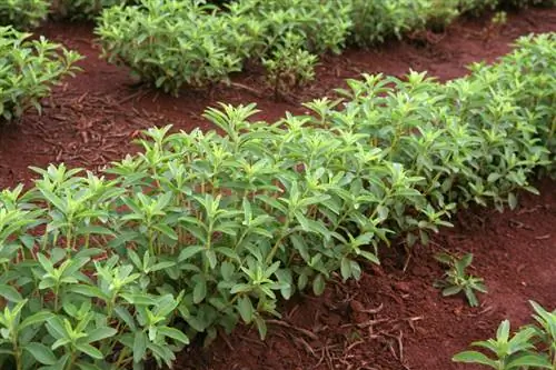 Föröka Stevia: Metoder för trädgården och balkongen