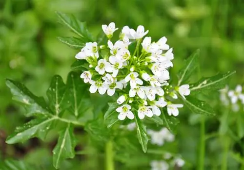 Panda watercress