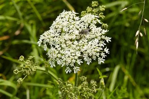 Giersch plettet hemlock