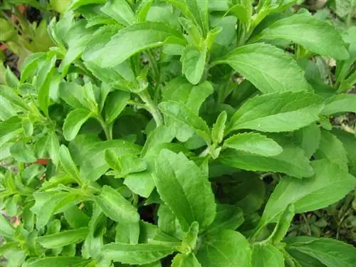 Plant stevia