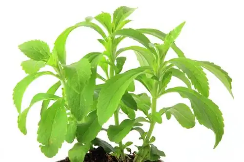 Stevia plant sorg