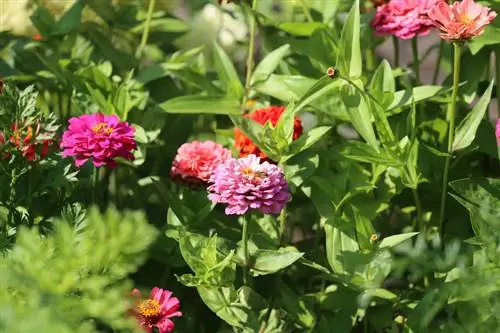 Zinnia-pleie: 6 tips for sunne, blomstrende planter