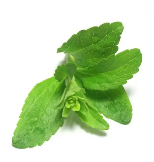 Stevia-plantenteelt