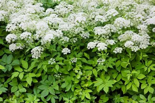 Quando fiorisce l'uva spina?