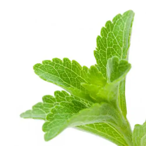 A stevia káros