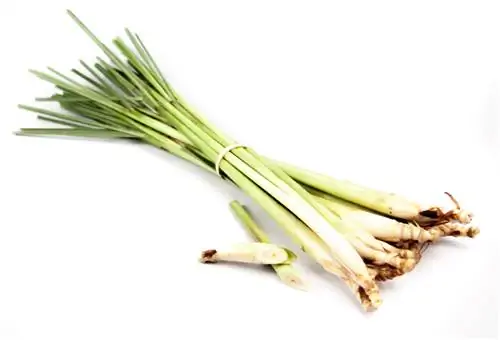 Plant lemongrass