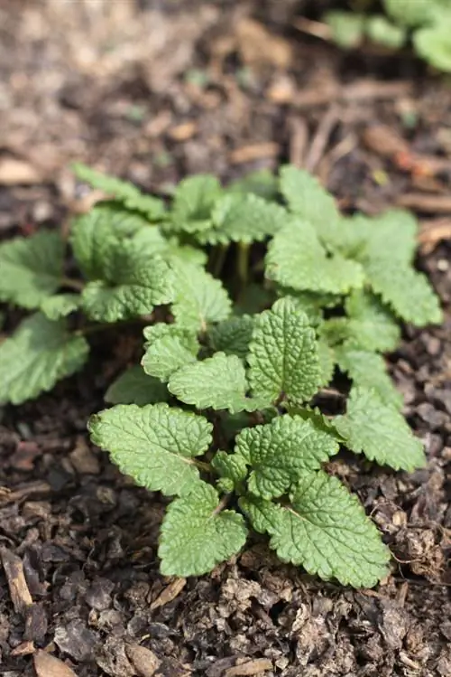 Tanam lemon balm