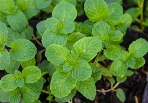 Perawatan lemon balm