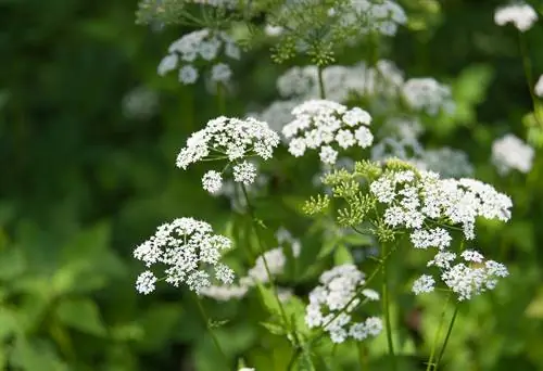 Giersch: profile about the versatile wild herb