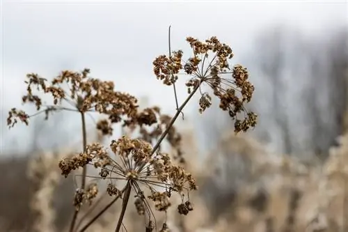 Ցանել մոլախոտ