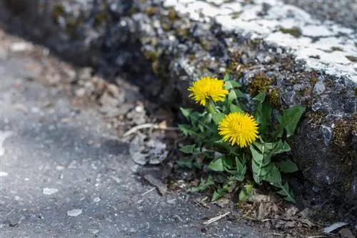 Att känna igen och använda maskrosor: En omfattande profil