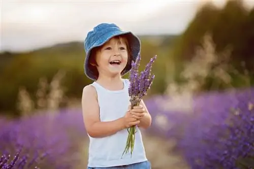 Lavanda svernante