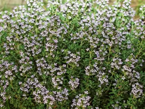 Thyme blossom