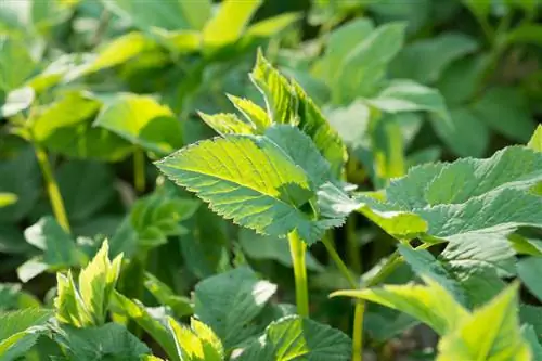 Lakmia: barërat e këqija, barërat medicinale dhe ushqimi në një