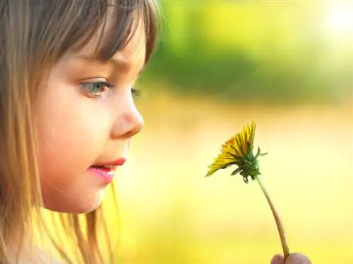 Paardebloem: Is dit giftig vir kinders en troeteldiere?