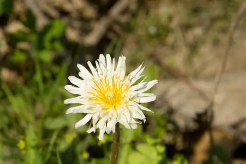 Mga varieties ng dandelion