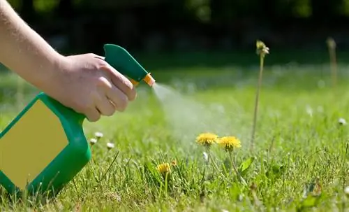 ঘরোয়া প্রতিকার দিয়ে dandelions অপসারণ