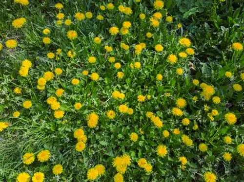 Plant dandelions