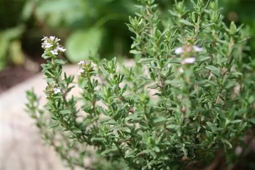 Origem do Tomilho: Do Egito aos nossos jardins