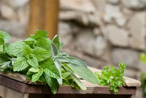 Overwinter lemon balm