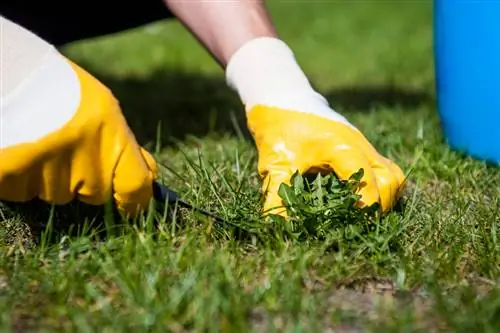 Remove dandelions: Remove them before the seeds ripen