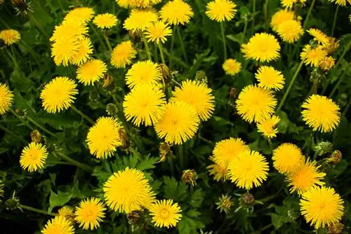 Wakati wa kuchanua dandelion: Warembo wa manjano huonekana lini?