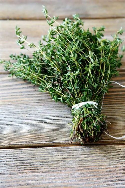 Thyme varieties: Differences in taste, growth & healing properties