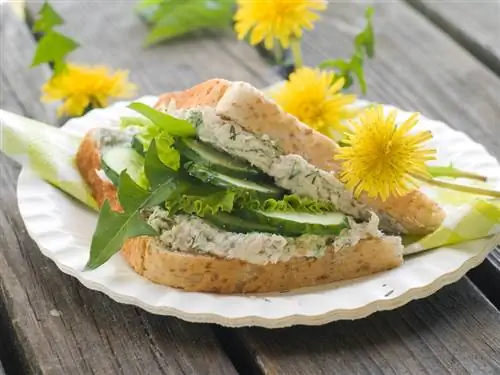 Eating dandelions: He althy, tasty and versatile