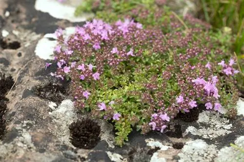 El cuidado del tomillo es fácil: consejos para tener plantas sanas