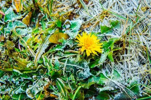 Denti di leone in giardino: sono annuali o perenni?