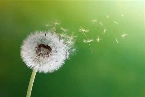 Dandelion seeds: Everything you need to know about propagation