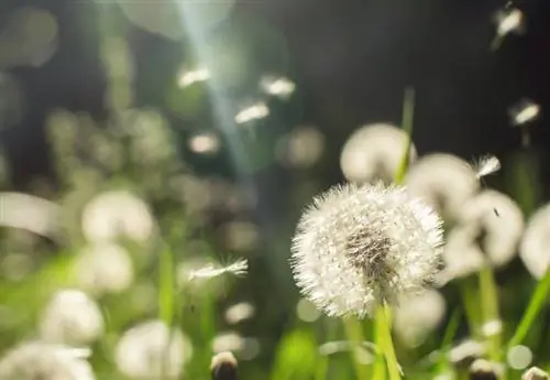 Dandelion ekish