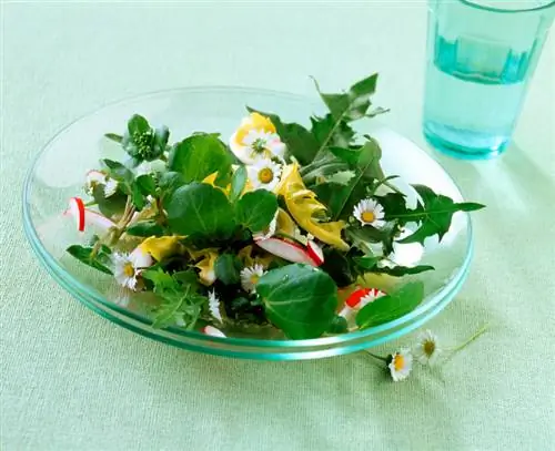 Diente de León: Hierba versátil para la salud y la cocina