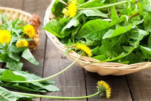 dandelions ফসল কাটা