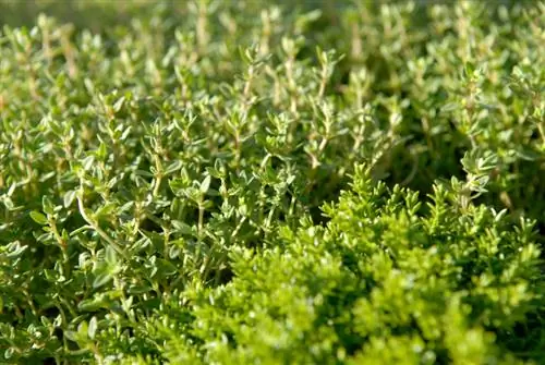 Thyme in the garden: A profile on care and use