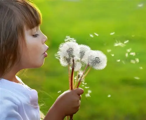 Propagate dandelions