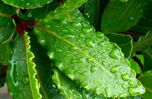 Conozca las especies de laurel: cultivo, cuidados y uso