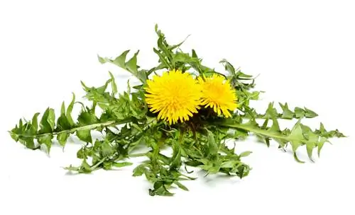 Campuran dandelion