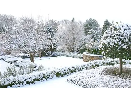 لورل زمستانی