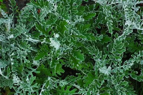 Dandelion Ragwort