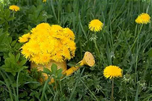 Penanaman dandelion