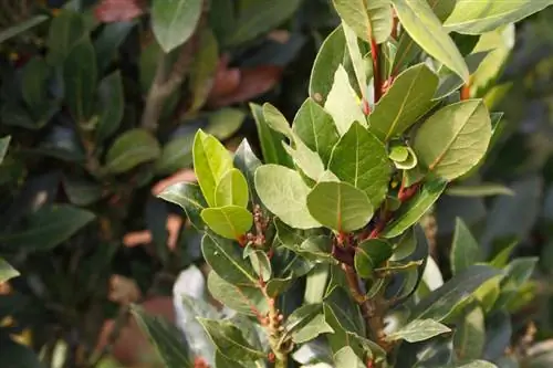 Bay laurel brown leaves