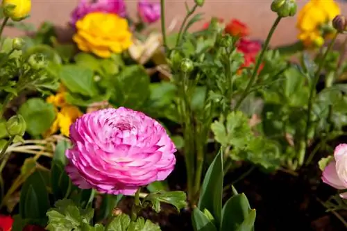 مراقبت صحیح از ranunculus: چه چیزی مهم است؟